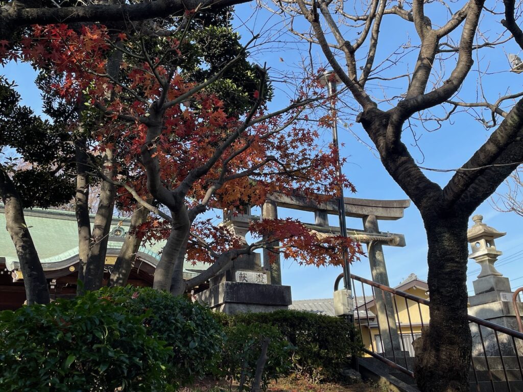 A red-leaved Japanese maple in front of a torii, against a blue sky.